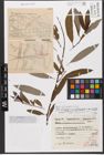 Foto von Salix hastata L. x Salix reticulata L.